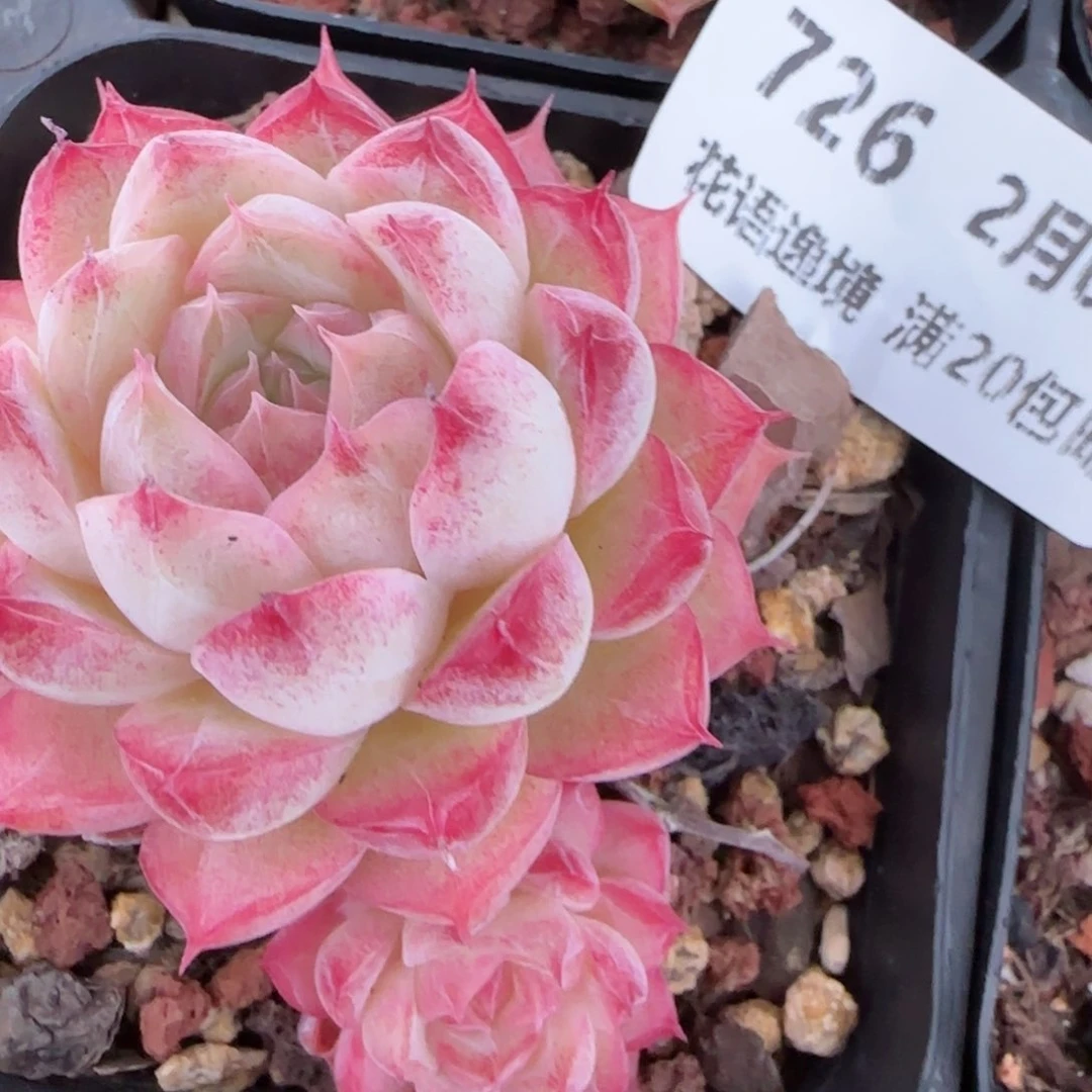 花语逸镜0204-726