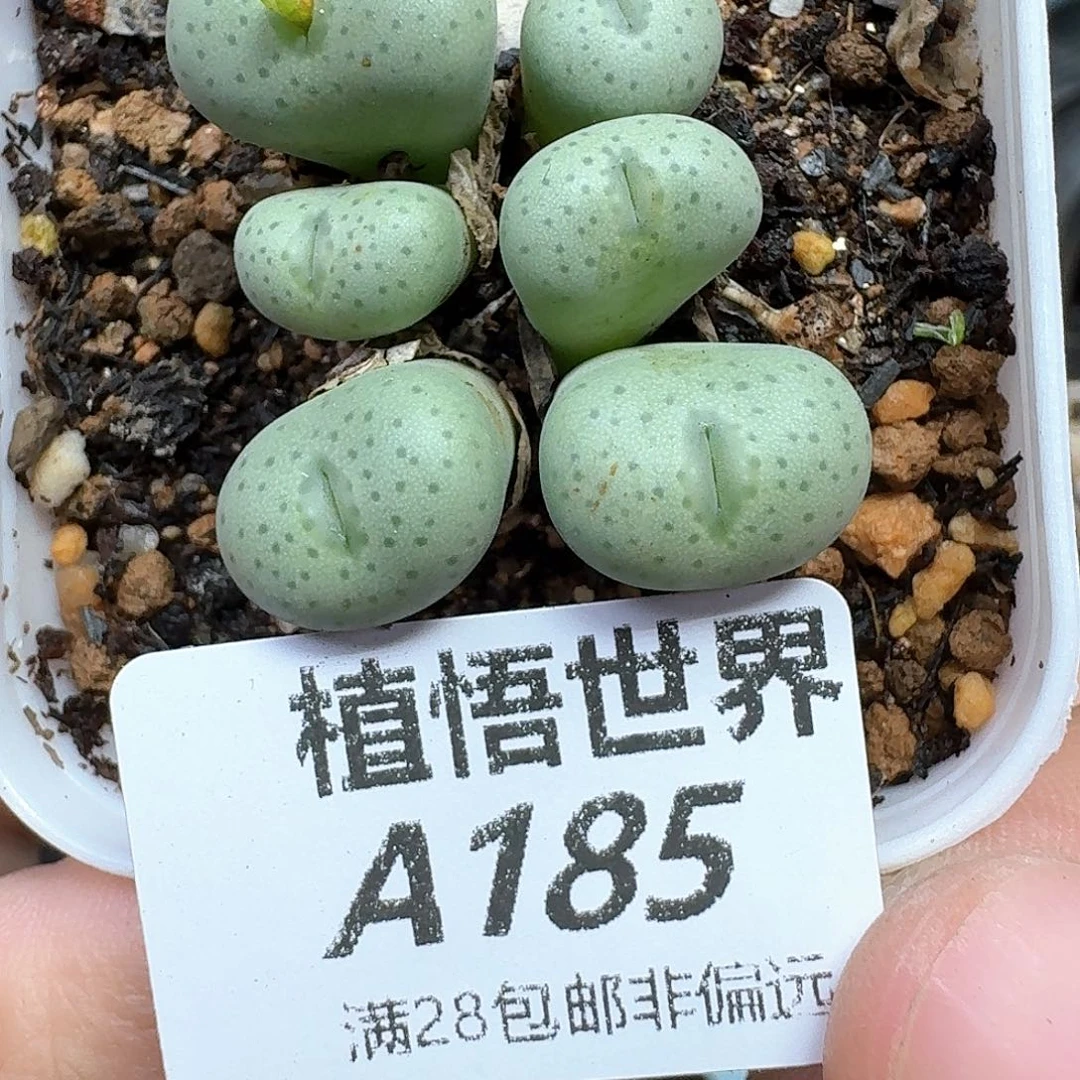 多肉植物的日子去