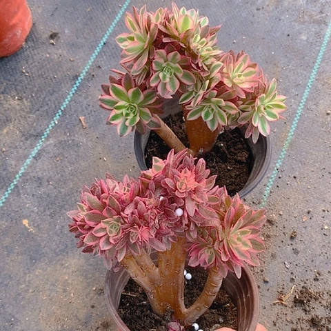 709女巫朵朵缀砍过