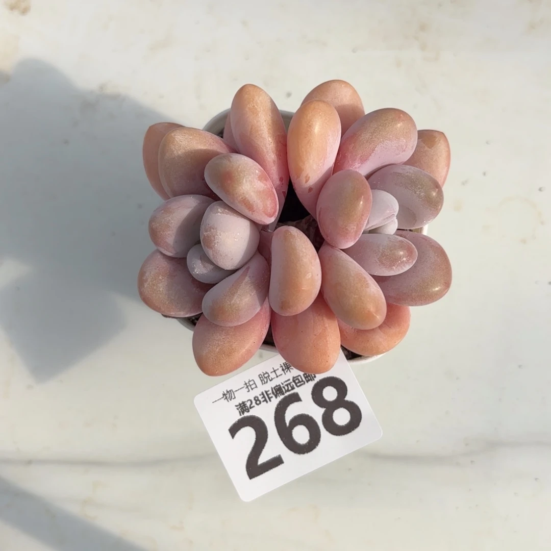 粉兔老桩无盆土发货