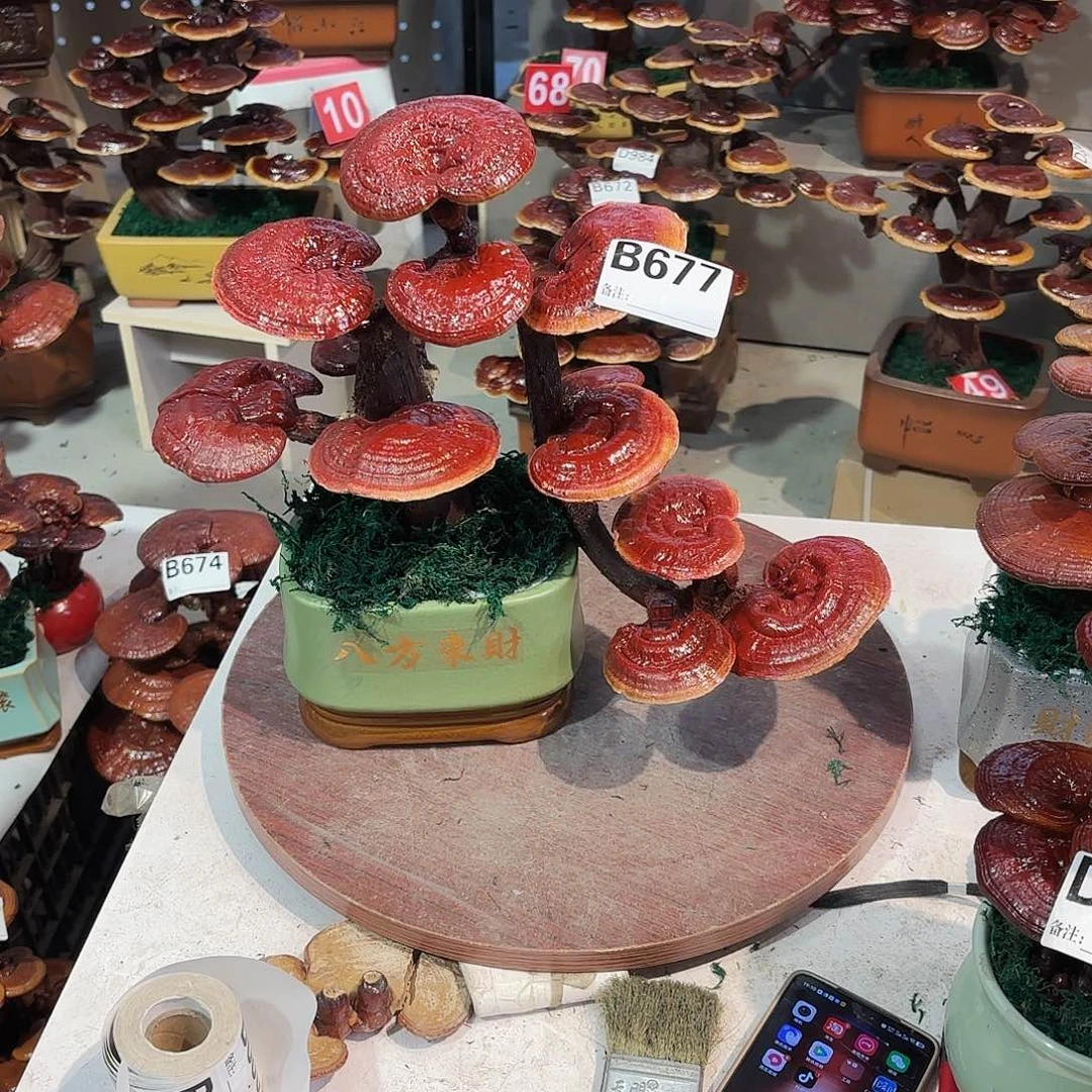 无花朵灵芝88888888888888888