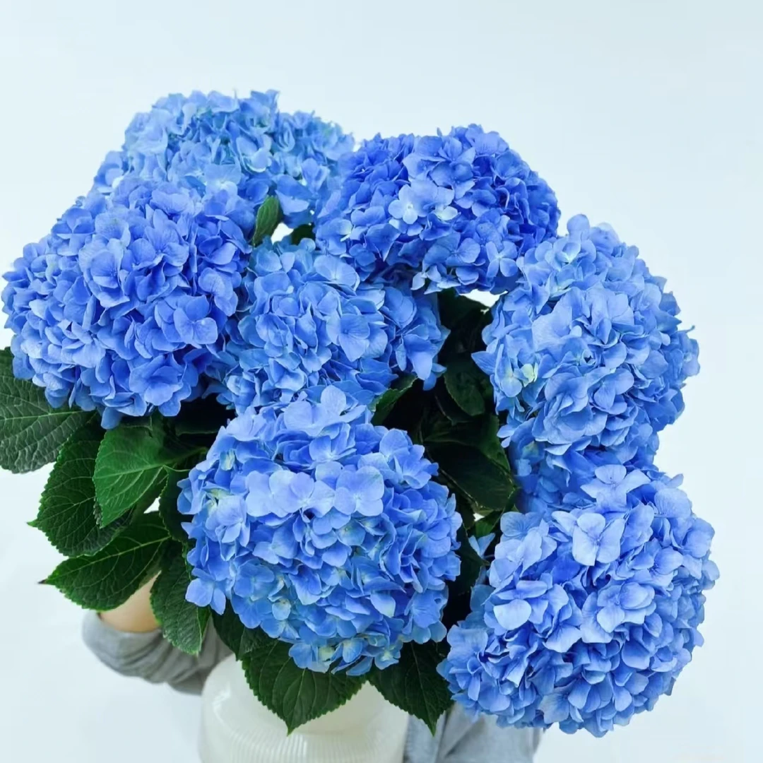 大海蓝绣球盆栽室内室外地栽盆栽庭院阳台长花期