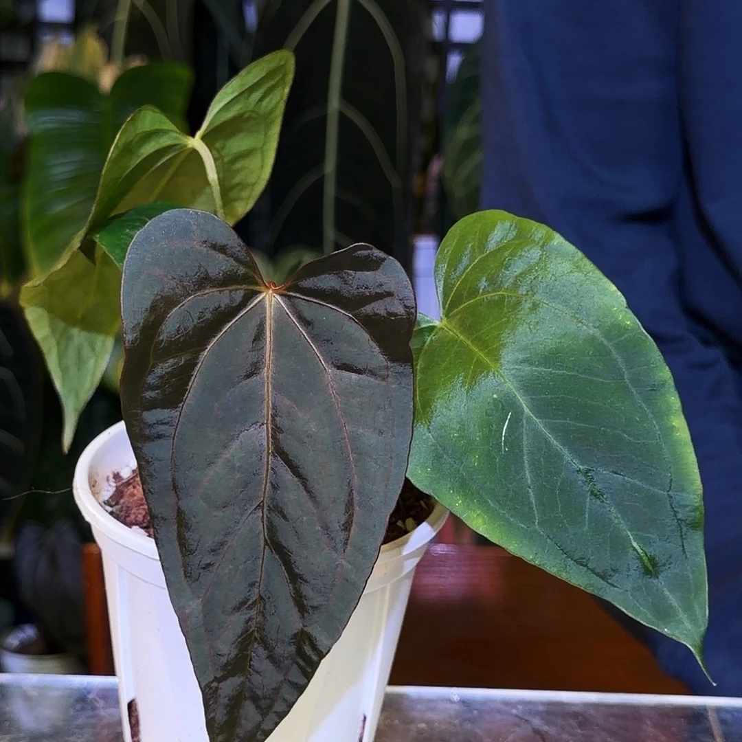 M***e完全开放V77 变色杂黑凤凰