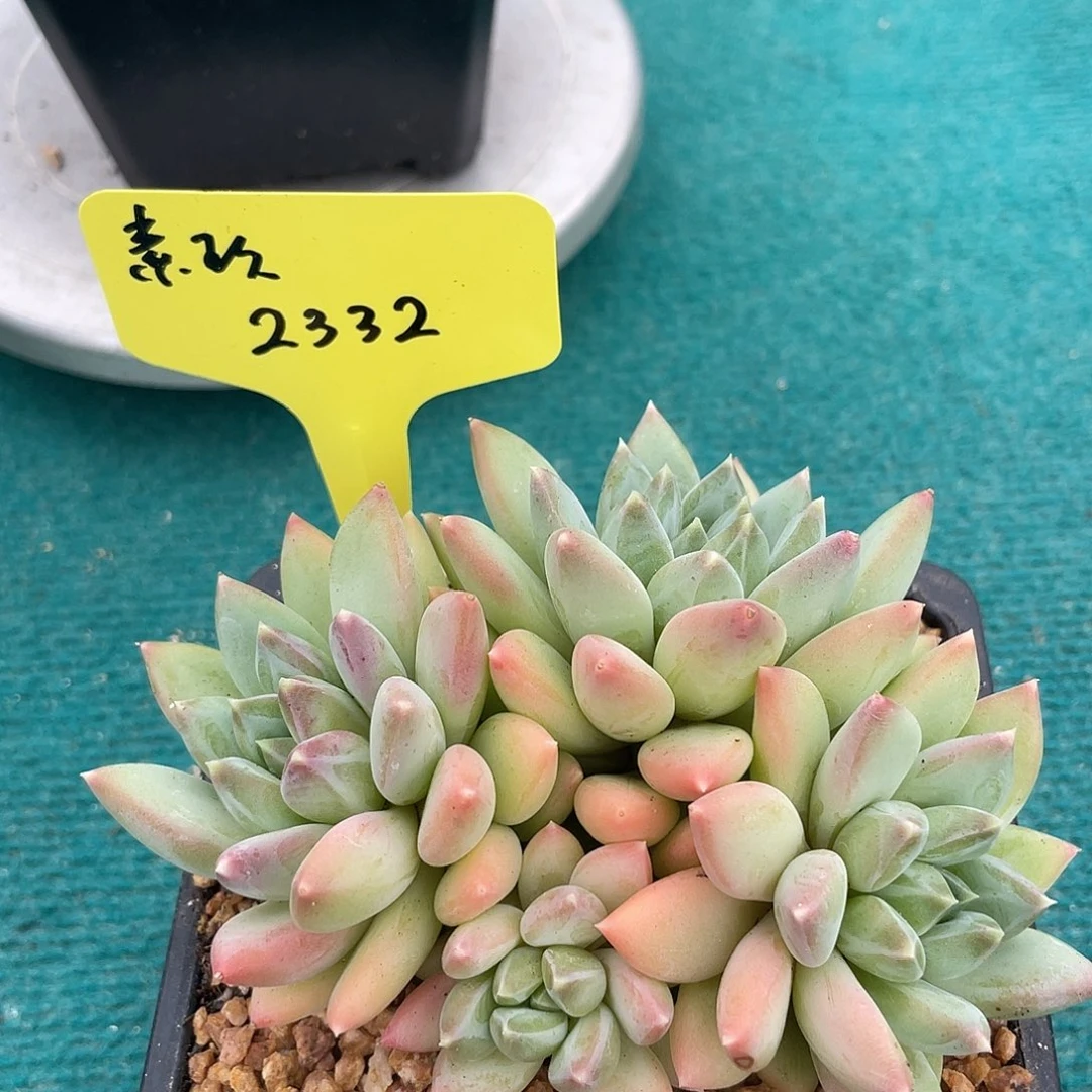 素玖一物一拍2332