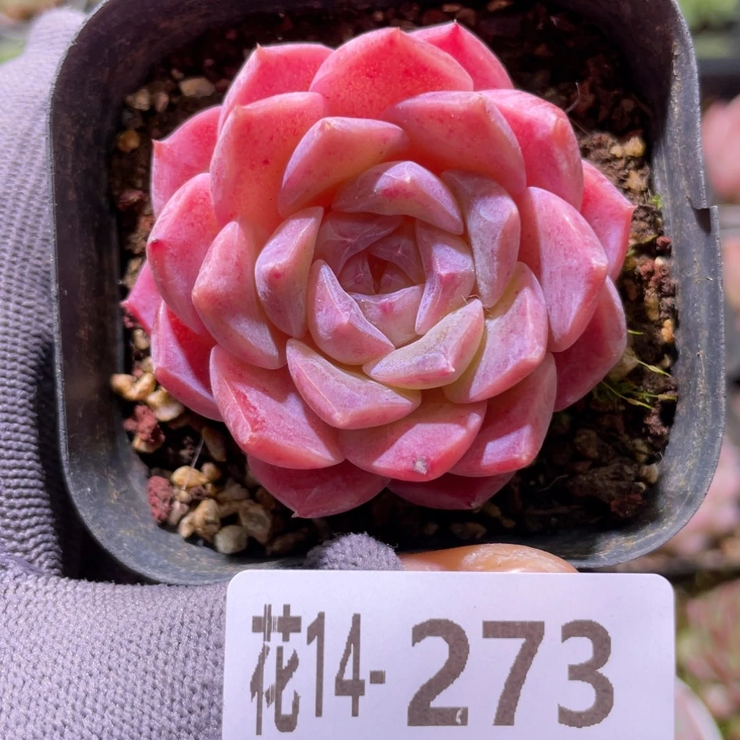 花利美14-273颜霜