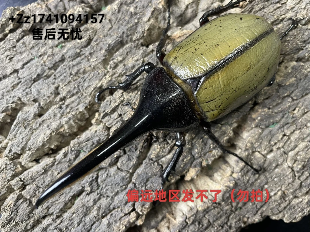 长戟大兜成体135-139mm(特价专场)赠送攀爬网和果冻台一个