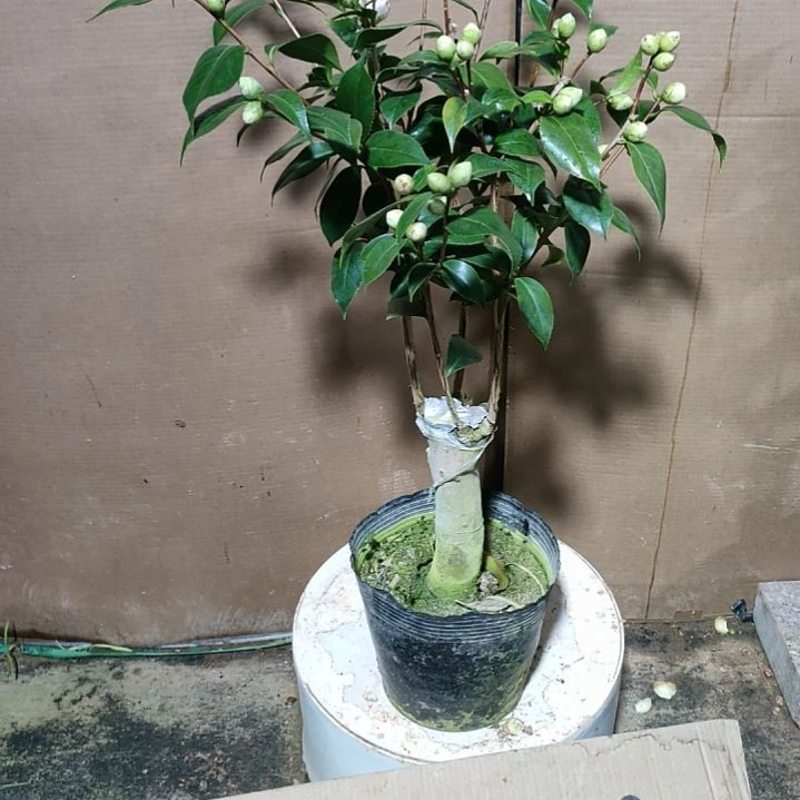 705朱露之舞，原盆原土发货，不包邮