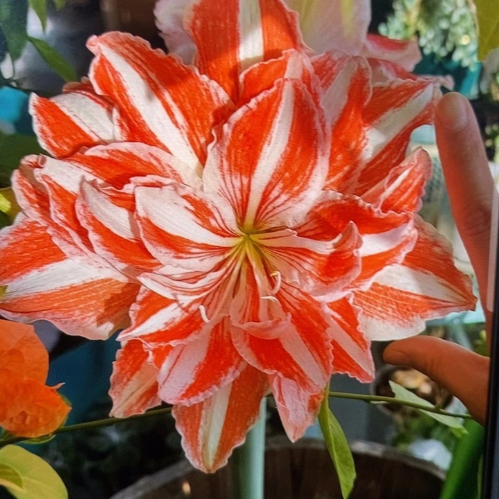 舞蹈皇后5厘米朱顶红