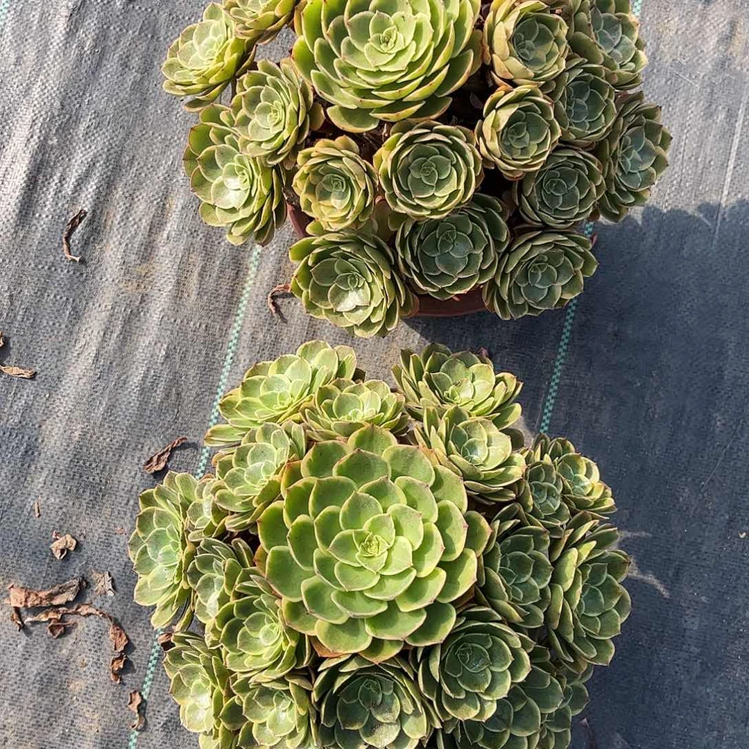 鑫***妈8585粉花妖传哈哈哈