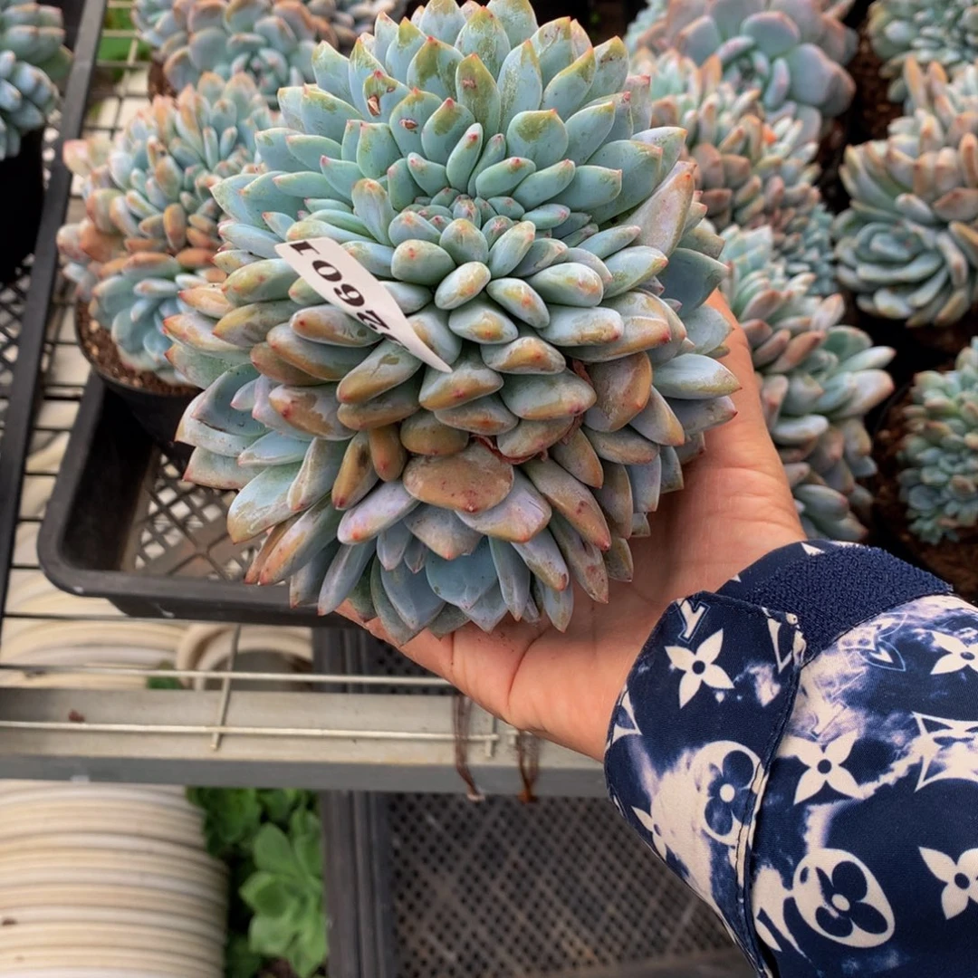 小***～92601缀嗯嗯嗯嗯嗯嗯好喜欢