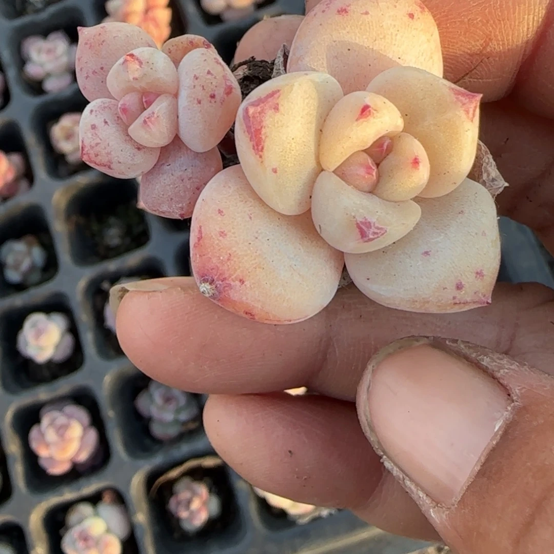 多肉小卡拉米糖心一物一拍