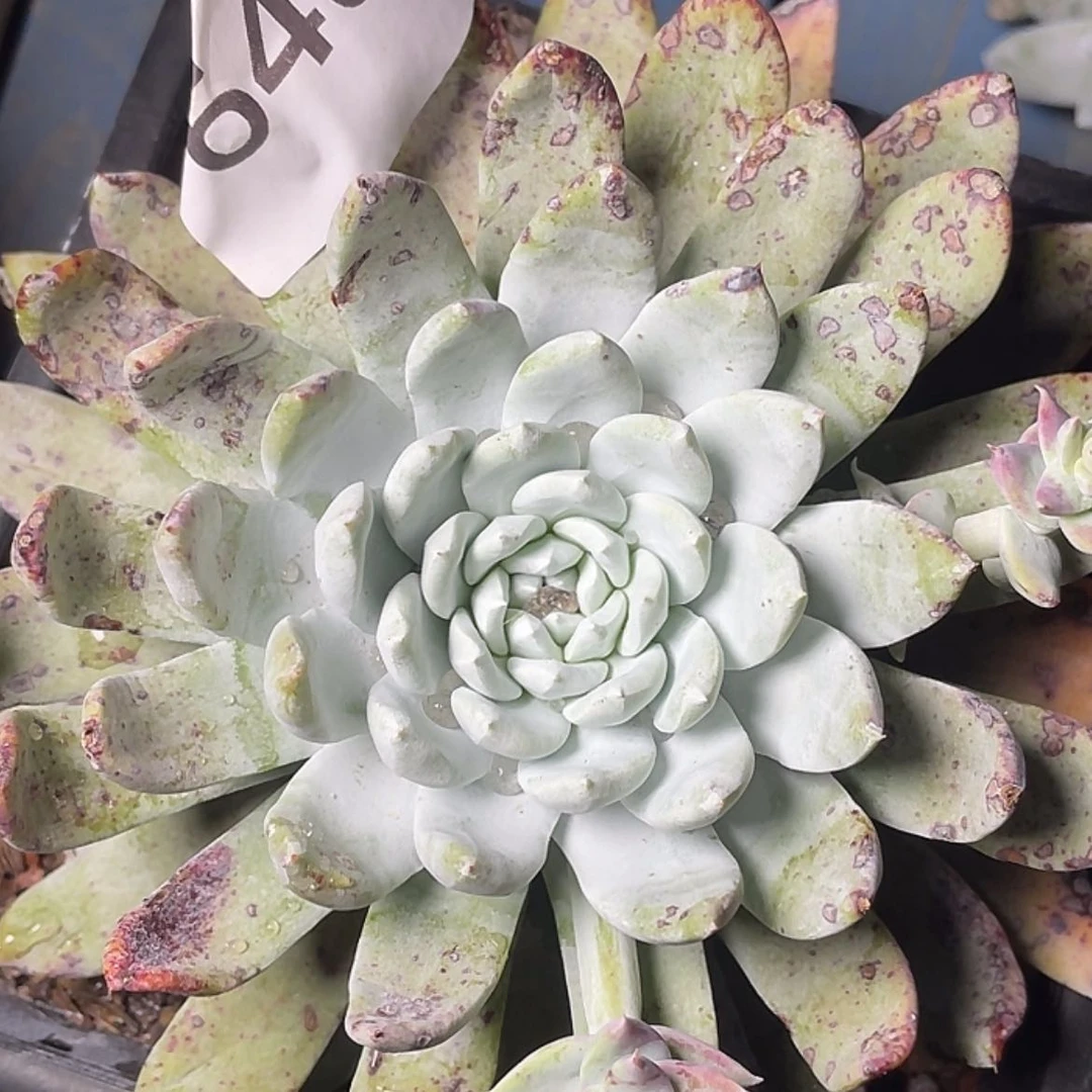 【闪购商品】︶****ぷ赛丽娜