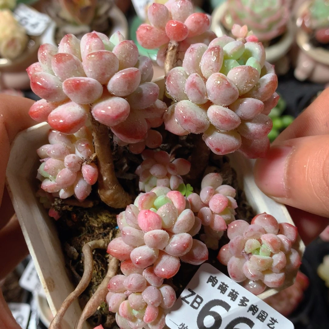 5CM拇指盆精控多肉ZB665