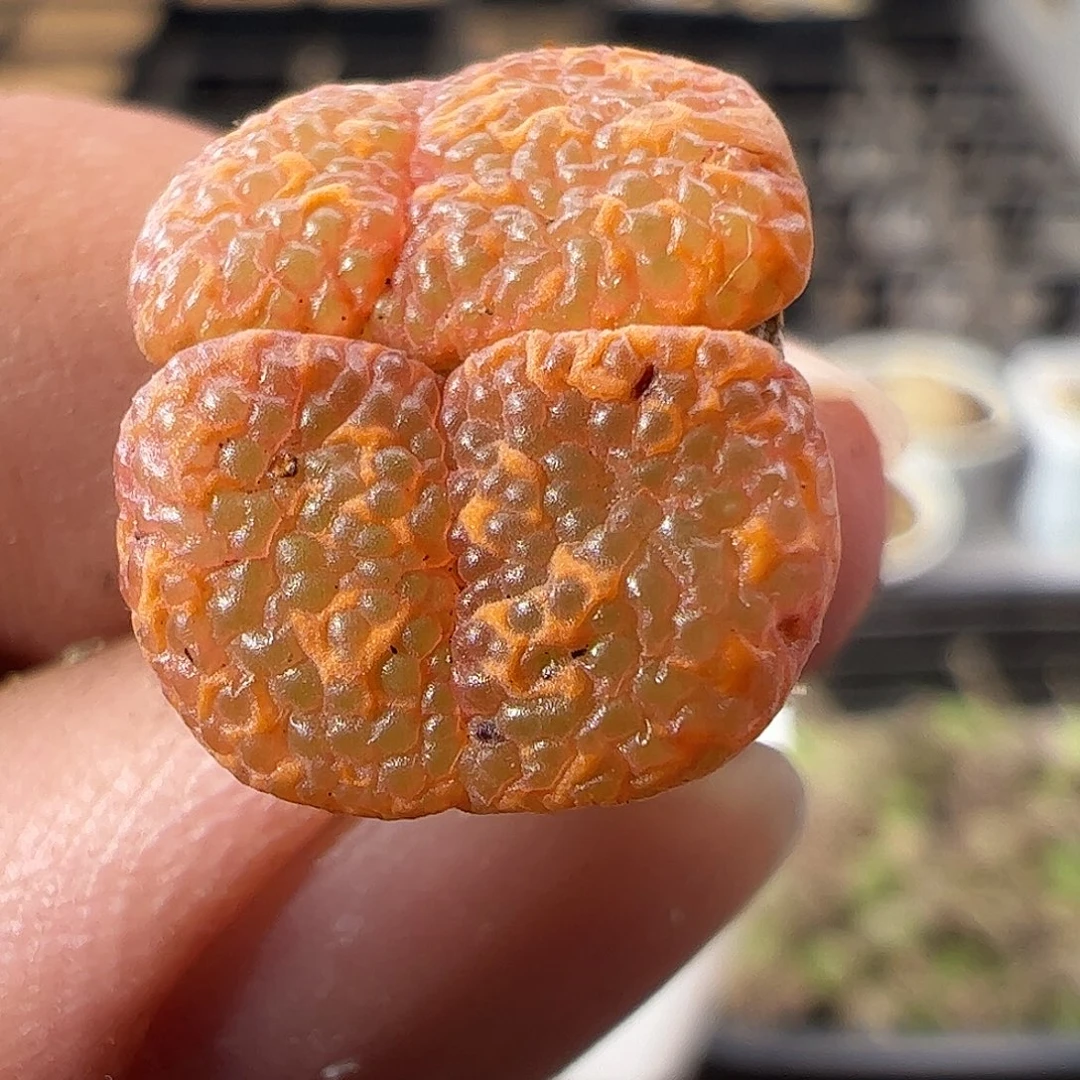 一物一拍脱土发。   195