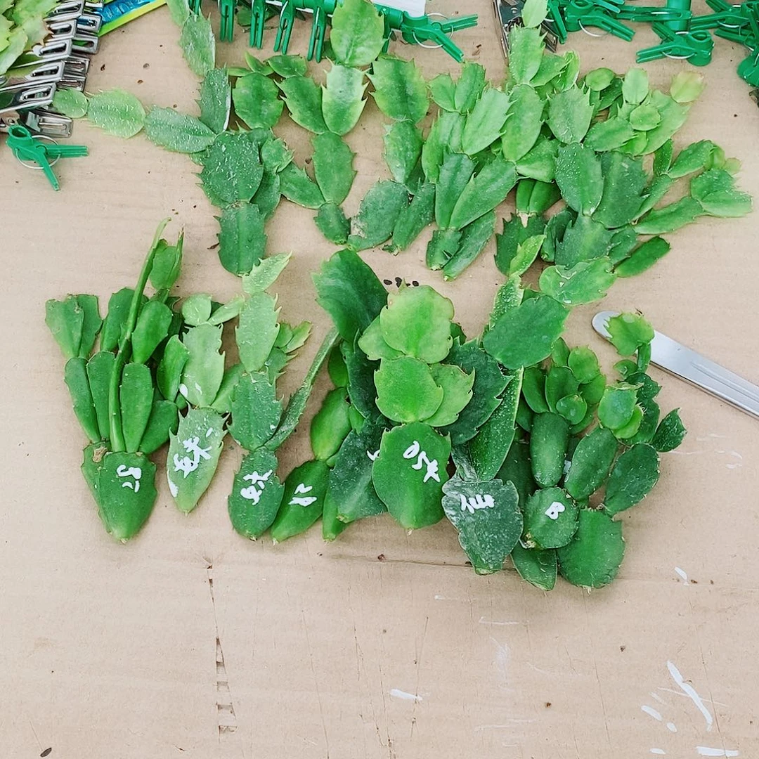 幸***5无花朵叶片福利一物一拍
