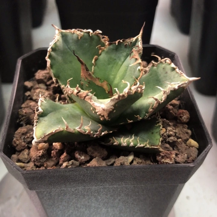 苍龙仁王冠龙舌兰