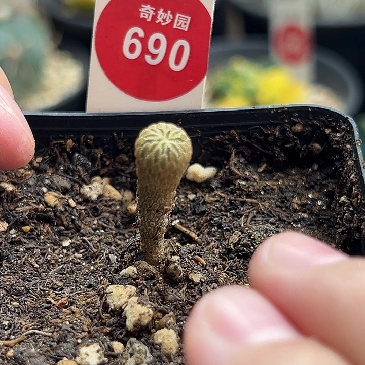 实生精巧丸一棵仙人球