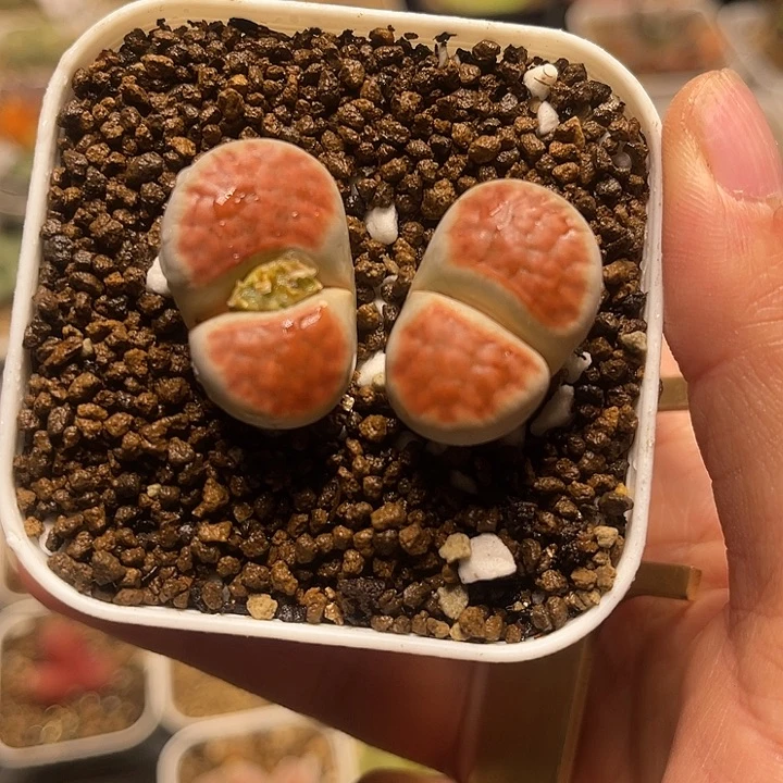 红朱唇多肉百科植物