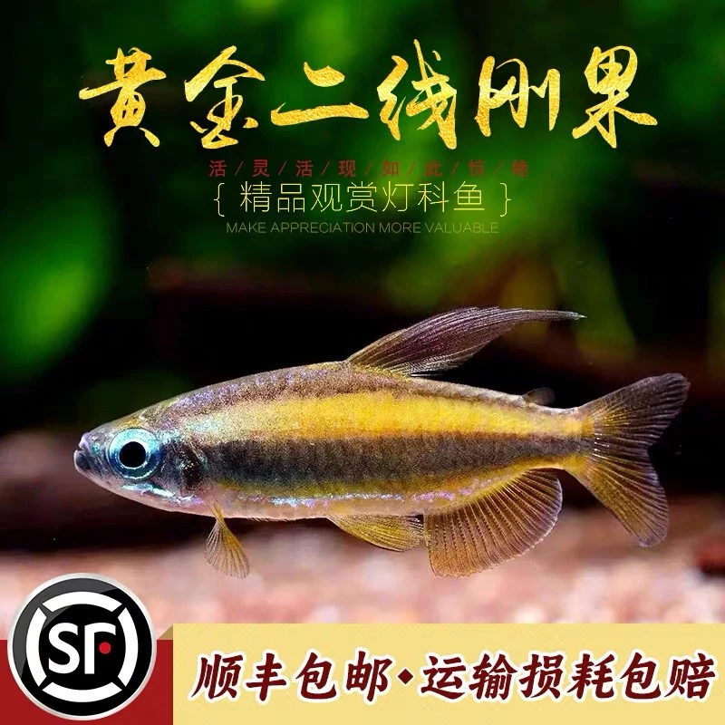 黄金二线刚果热带观赏鱼