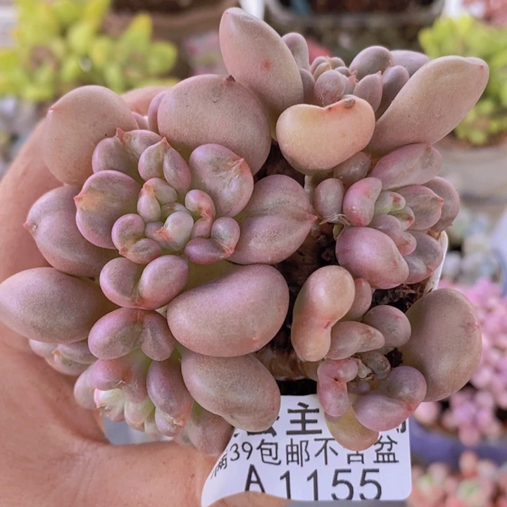 比尔盖茨8cm1155多肉植物