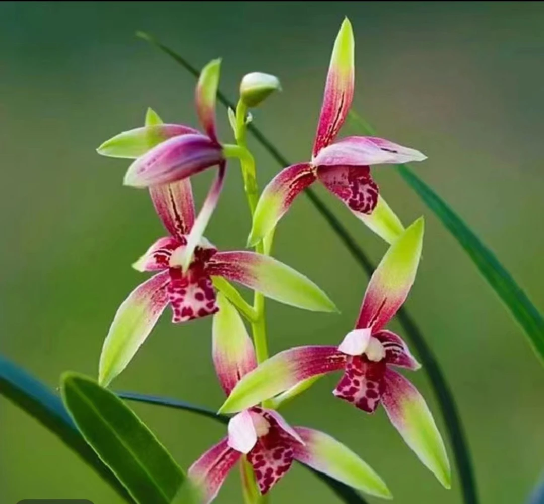 （3品种）一筐金尊红颜+墨兰+连瓣兰玉兔