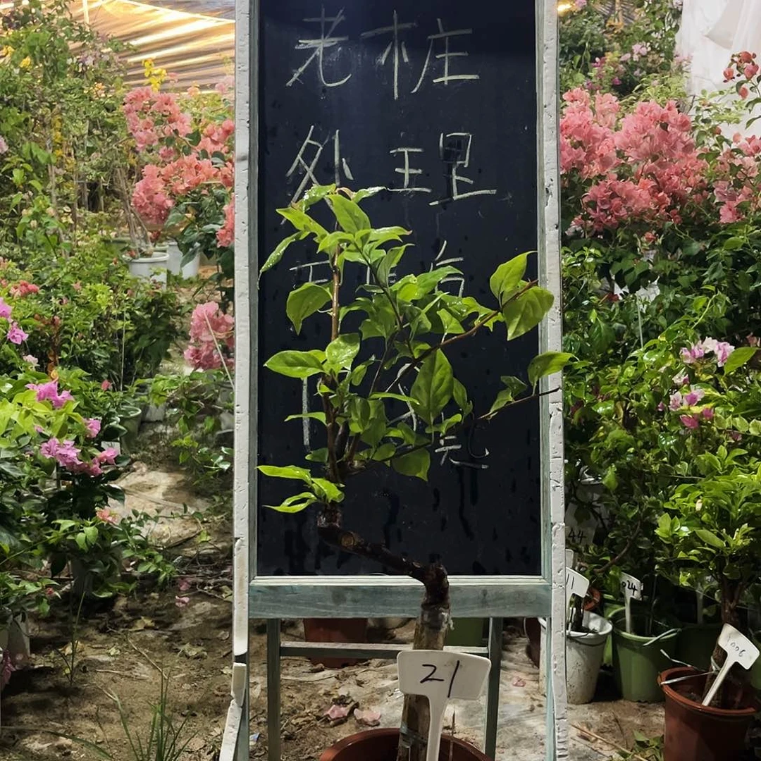 完全开放三角梅三角梅21