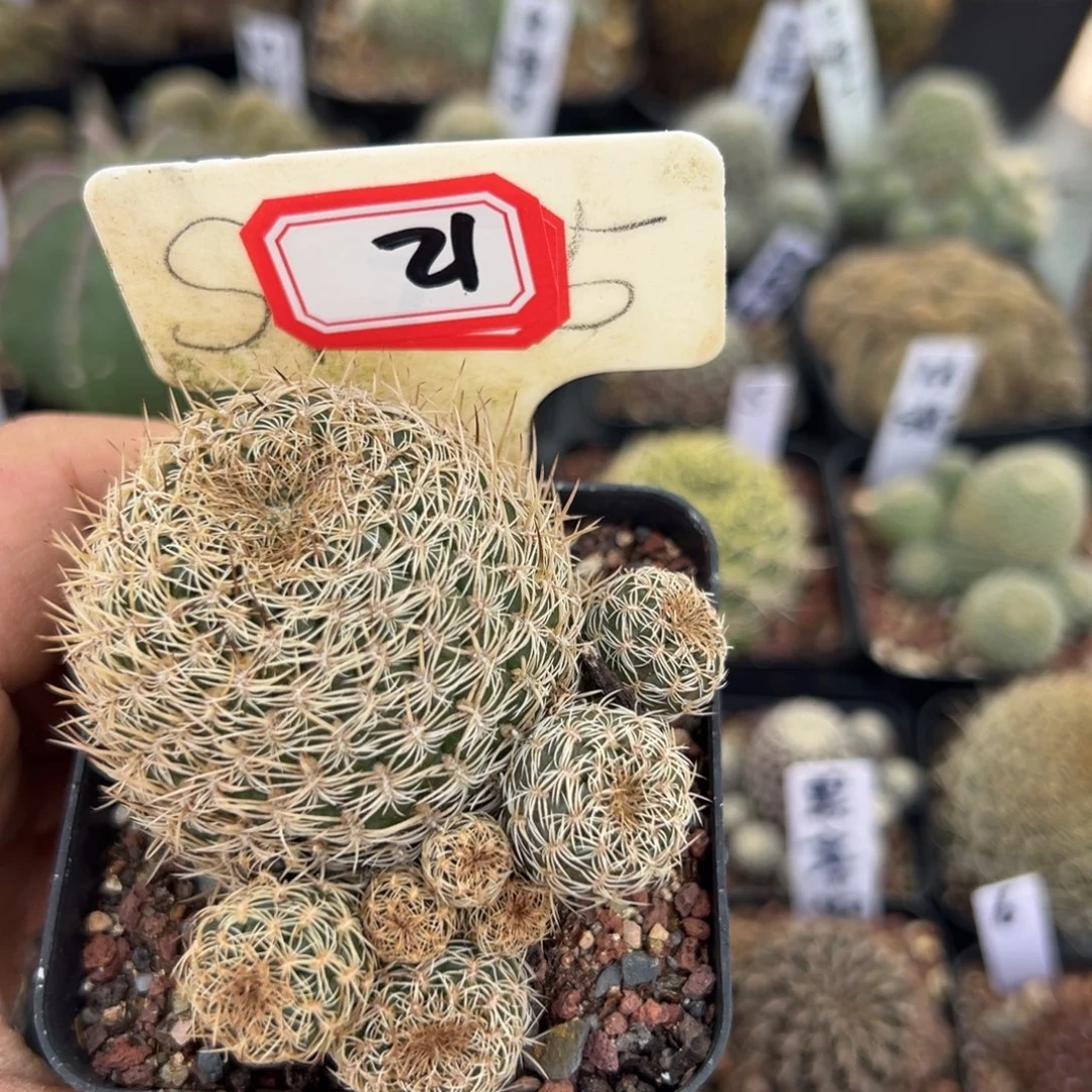 用***921往事多肉园仙人球开花