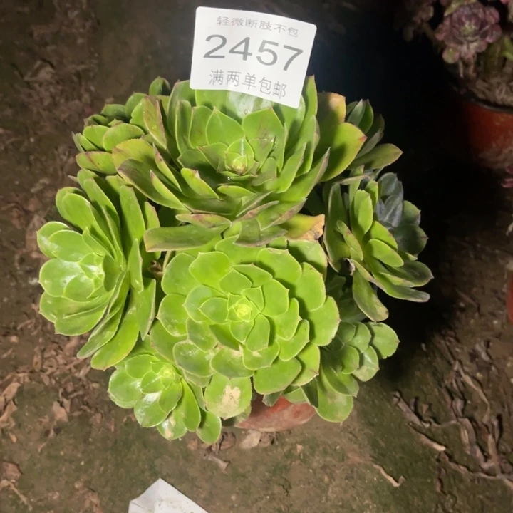 2457花月夜的的多肉的