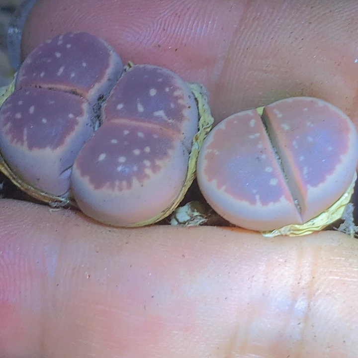 59686666656696696566666