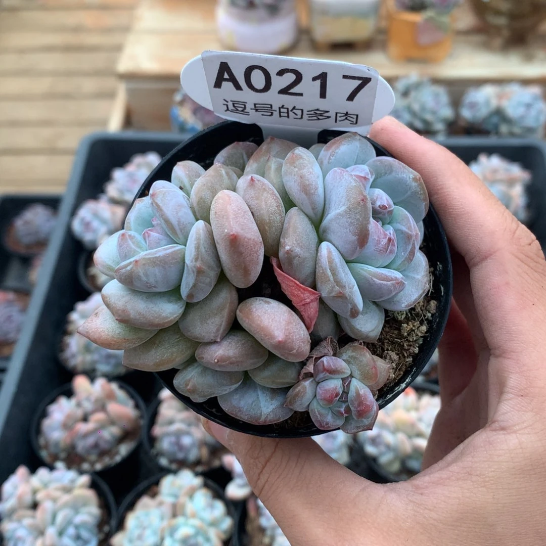 蓝***肉A0217 特价突尼斯 有砍 8cm