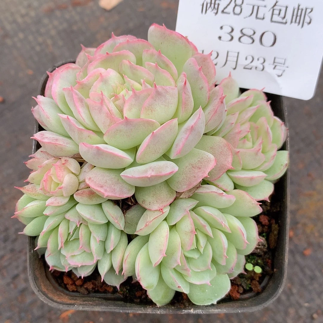 【闪购商品】云380号