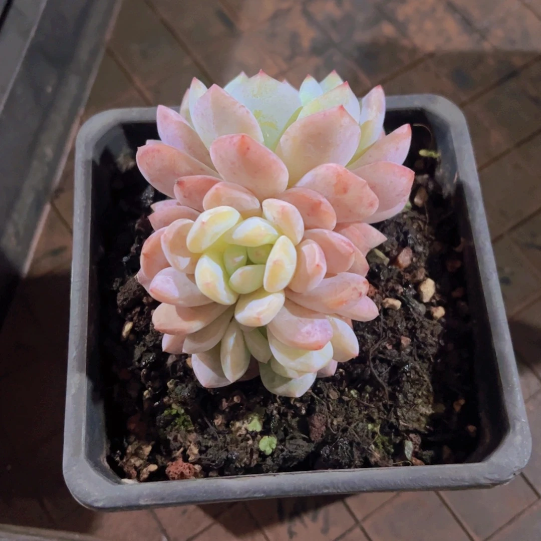 心**飞雪天使，多肉植物，