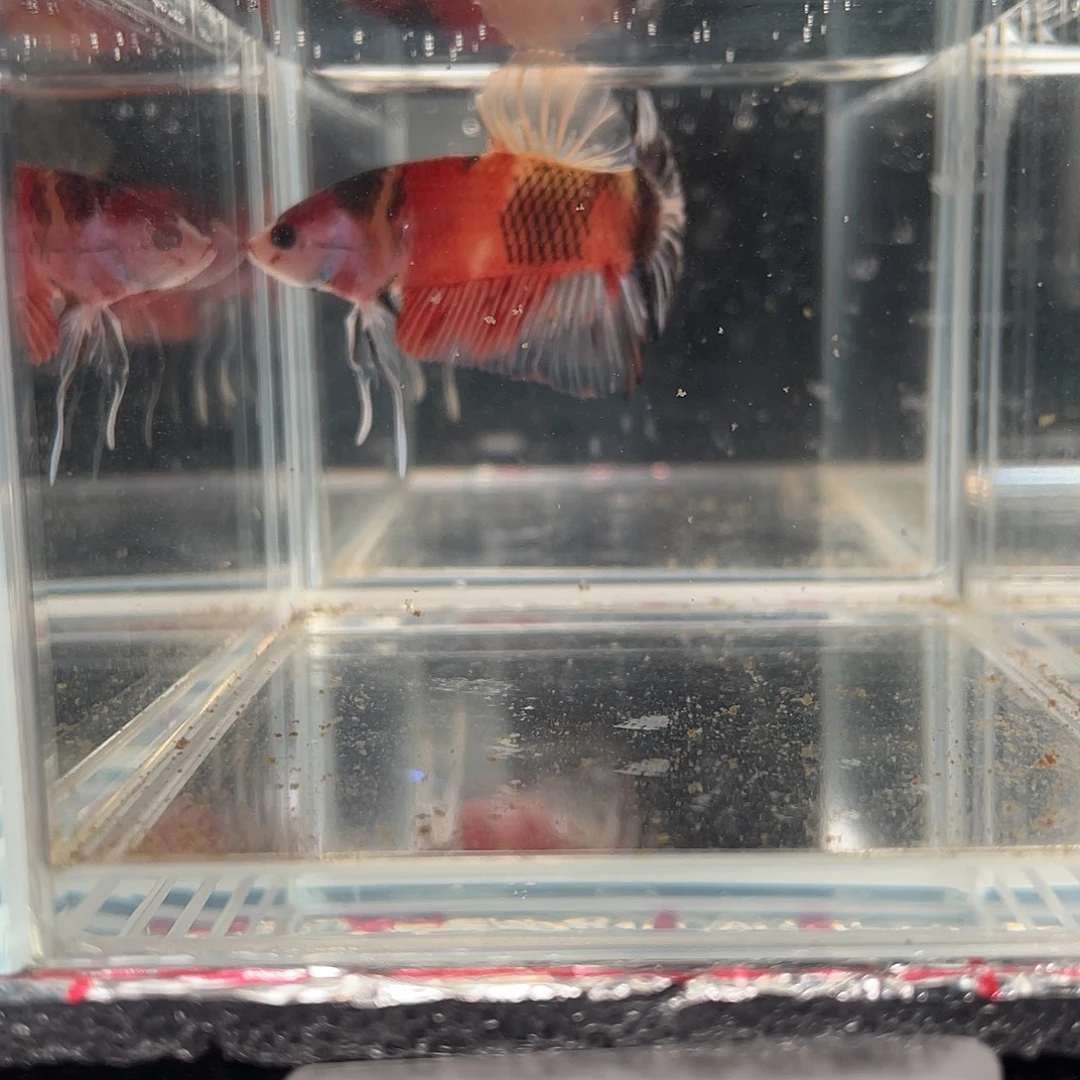 斗鱼12.15 糖果将军 064