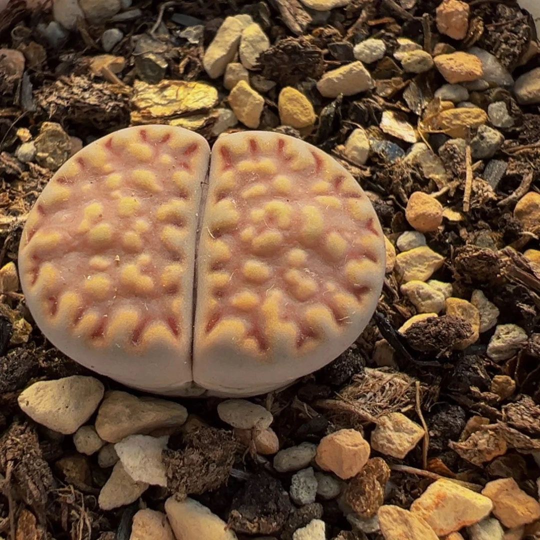 852多肉植物种类多样