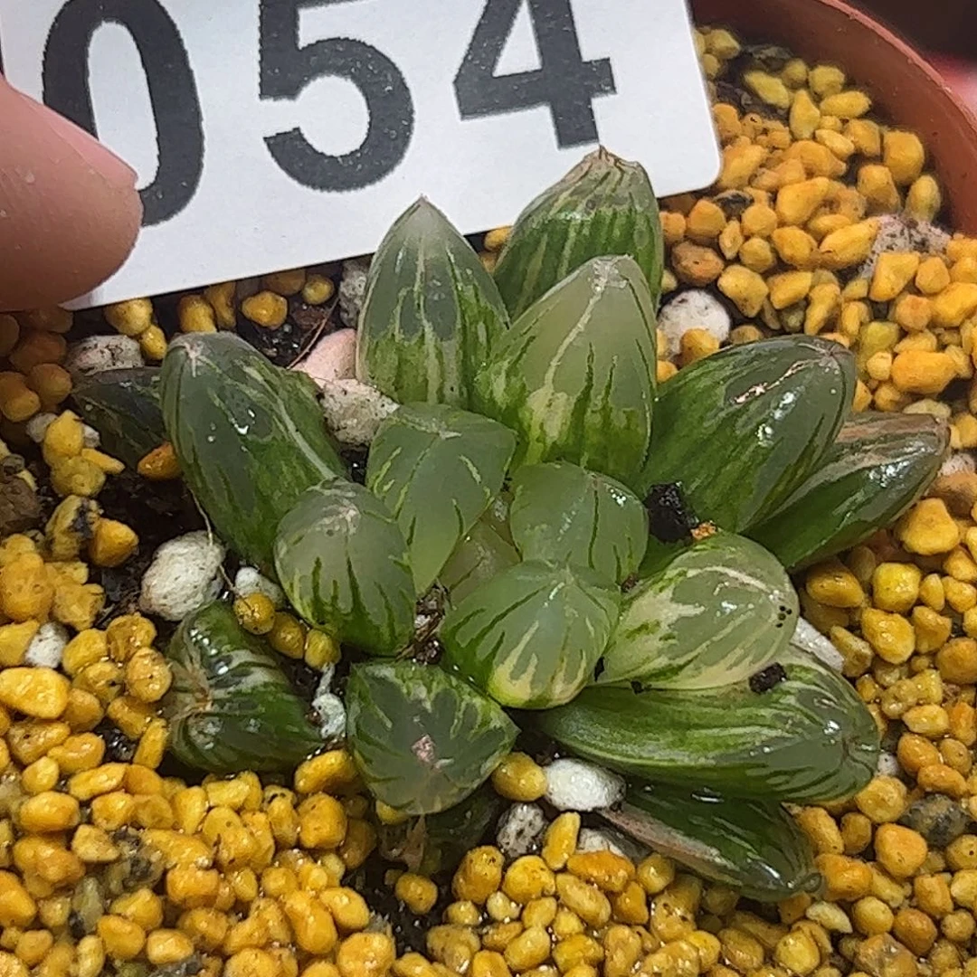 北极之恋锦十二卷多肉植物