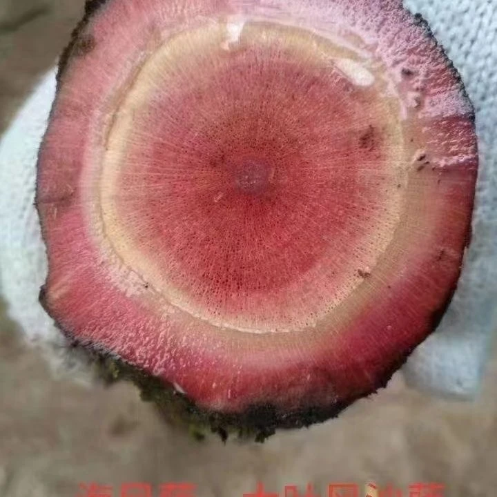 ｛云南深山｝百年新鲜海风藤1件