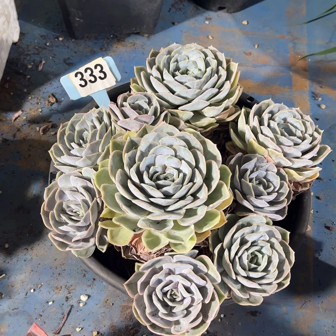 用***8蓝色惊喜多肉植物保护333