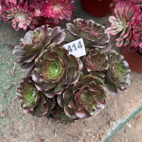 414魅金玫瑰朵朵多肉