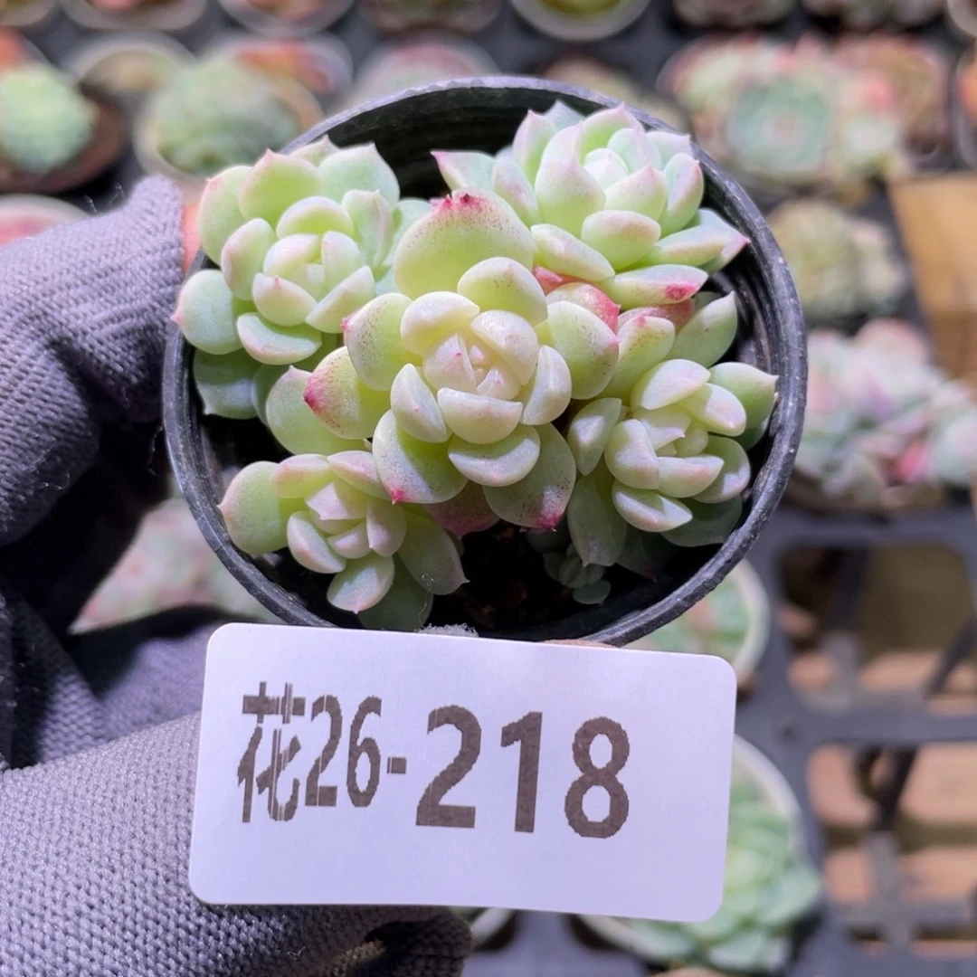 花利美26-218新品珍妮