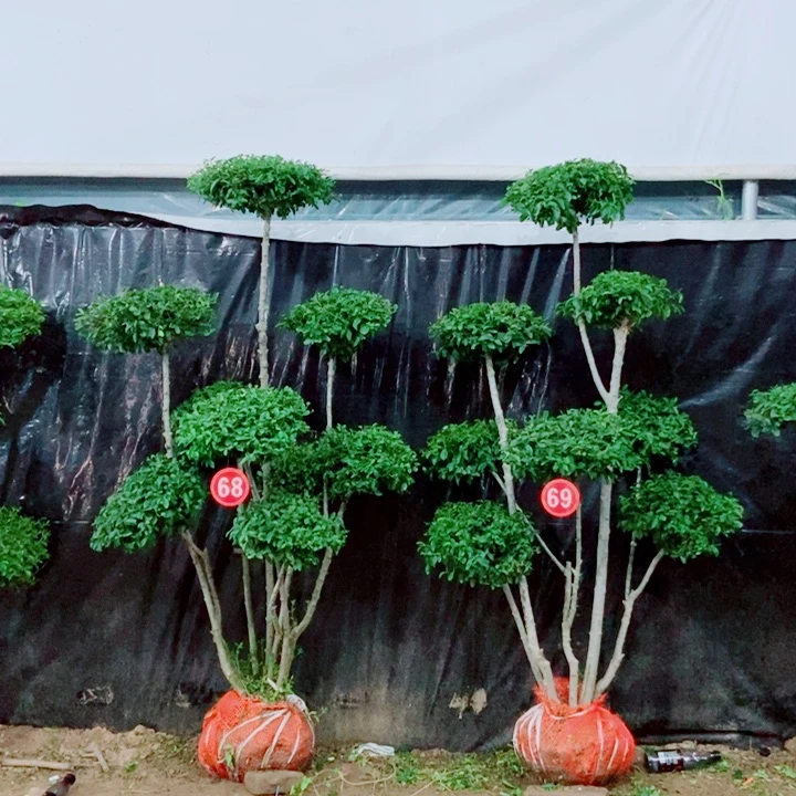 无花朵一物一拍一物一拍