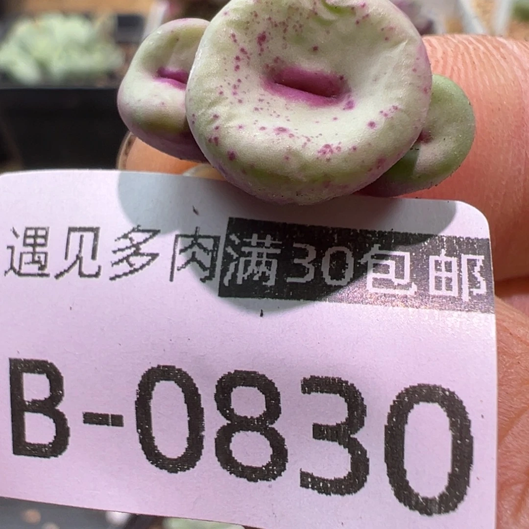 多肉植物111111111111