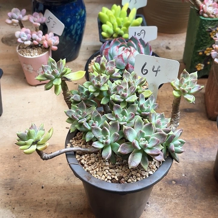 多肉植物，璀璨64号