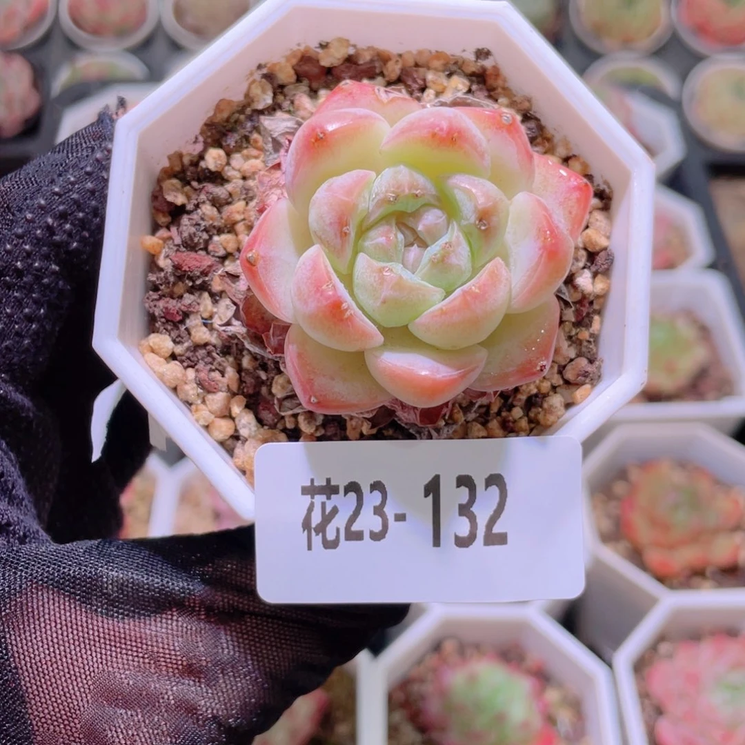 花利美23-132精选糖心