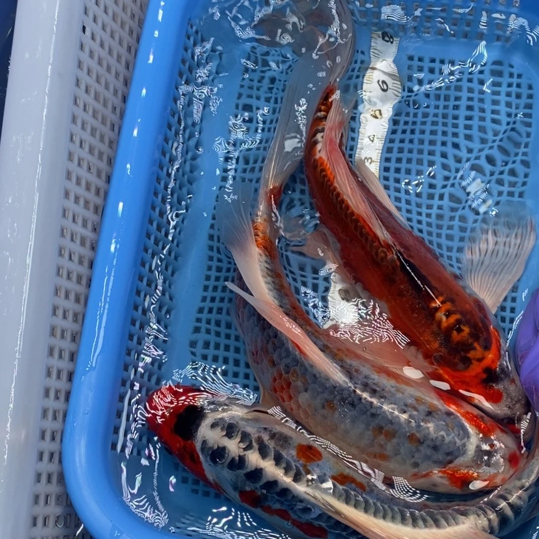 锦鲤冷水锦鲤包邮