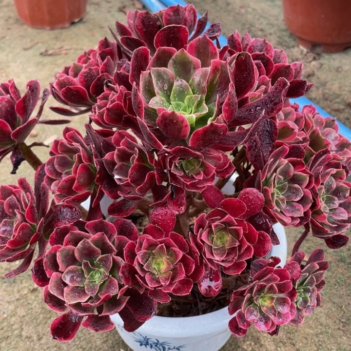 204美杜莎精品法师多肉