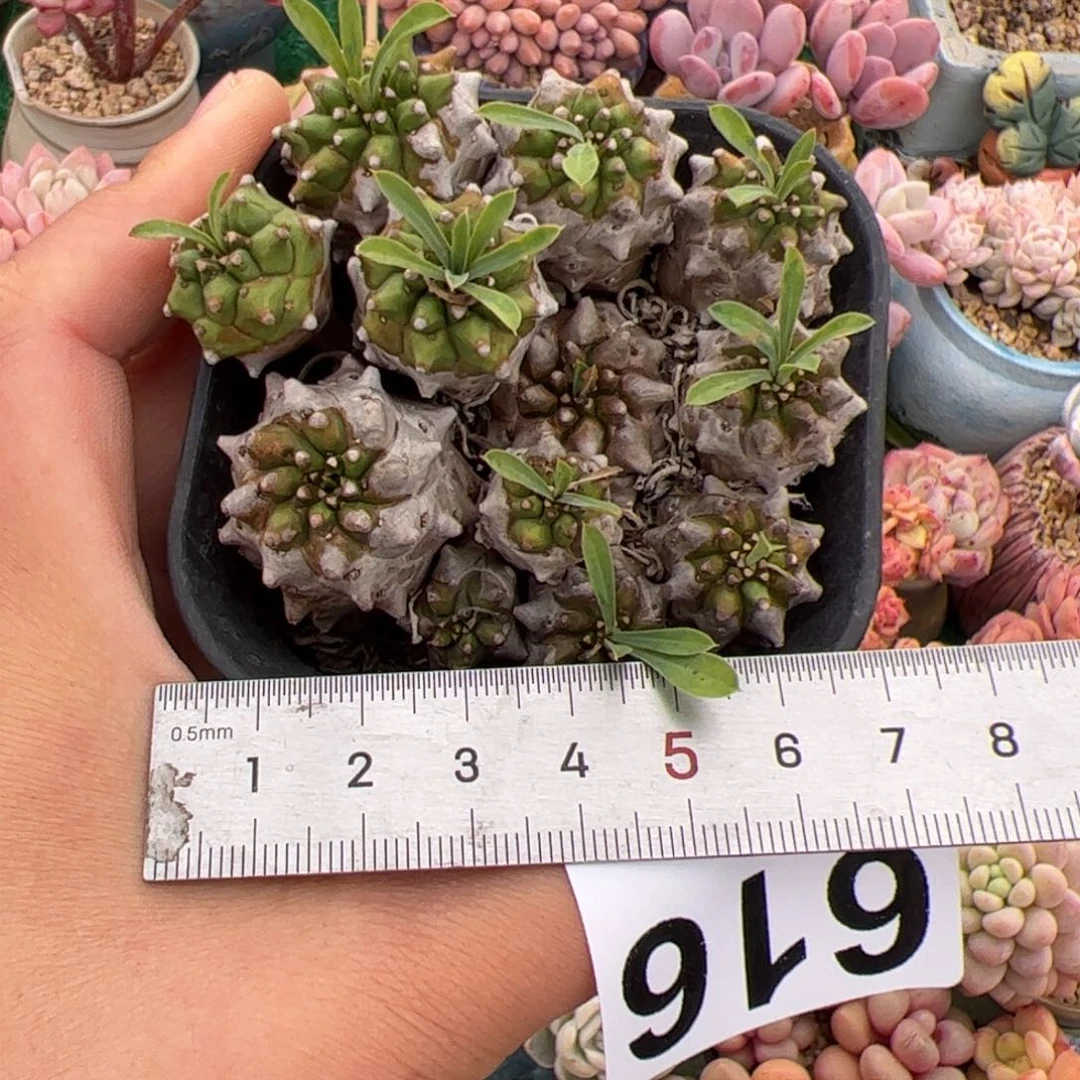Z**幻616 多肉植物组合盆栽