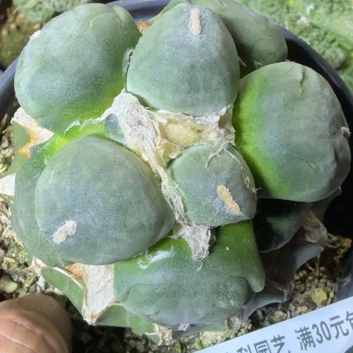 无花朵光面白肌蛋859