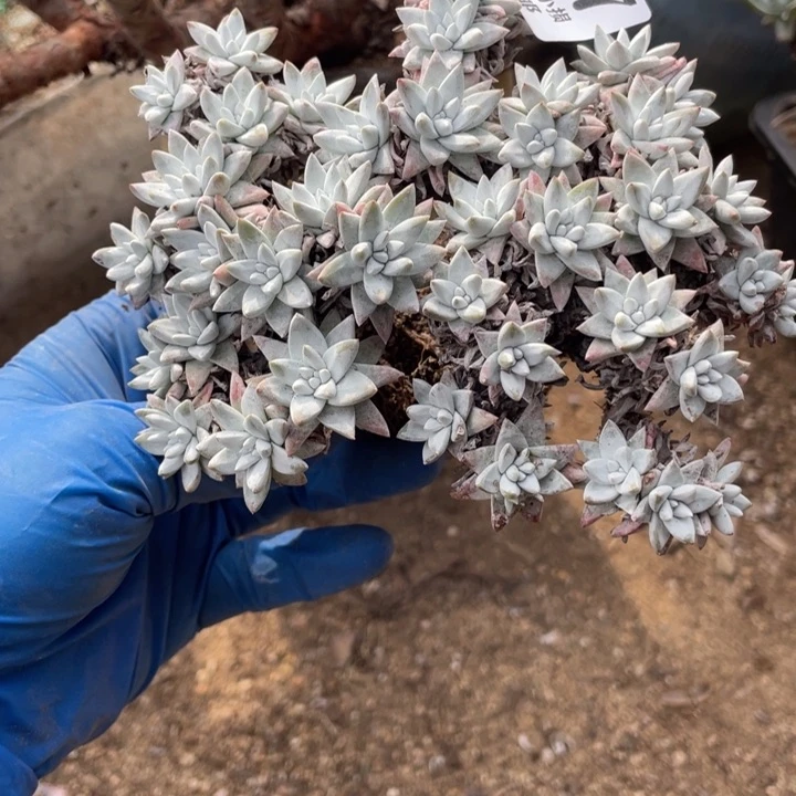17号白菊有干疤多肉