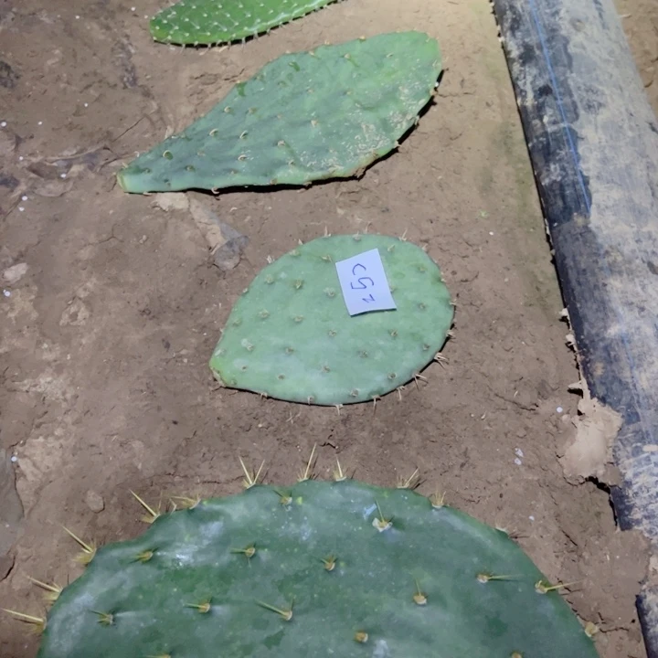 烟****居C52仙人掌叶片四个45