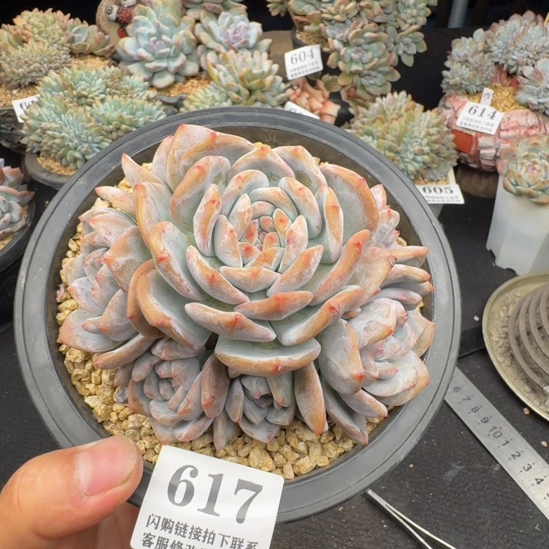 617石榴籽星影7头12cm左右（满58包邮冷链）